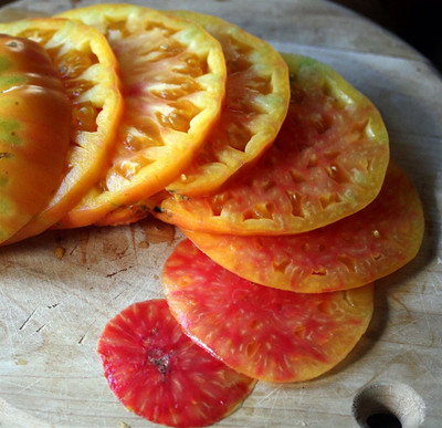 WILLVINE VXI-274 Hillbilly Heirloom Tomato Seeds Seed(200 per packet)