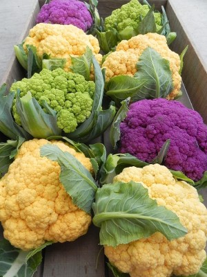 CYBEXIS VXI-2 - Cauliflower F1 Hybrid (Mixed) - (1350 Seeds) Seed(1350 per packet)