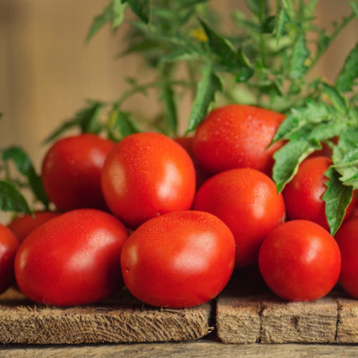 CYBEXIS GBPUT-61 - Disease Resistant Roma Tomato - (150 Seeds) Seed(150 per packet)