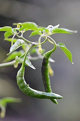 VibeX GREEN Chilli Seed(200 per packet)