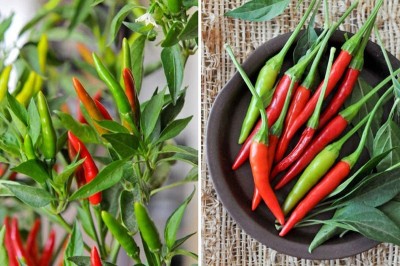 CYBEXIS LX-81 - Thai Bird Chili Pepper - (150 Seeds) Seed(150 per packet)