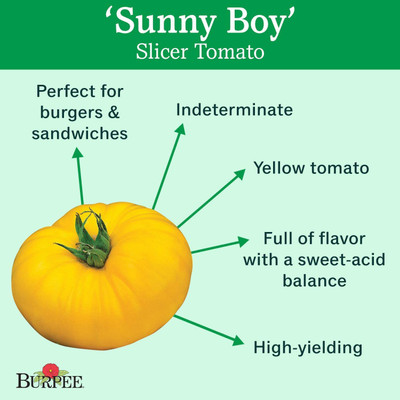 VibeX PAU-62 - Sunny Boy Yellow Beefsteak Slicing Tomato - (1350 Seeds) Seed(1350 per packet)