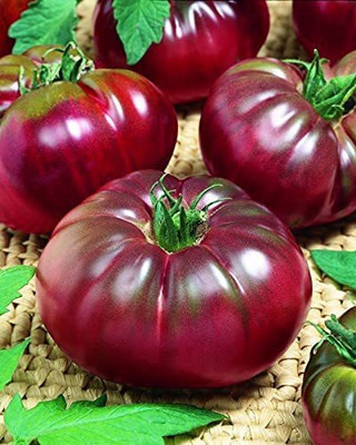 VibeX KGF -37 - Black Prince Tomato Determinate Non GMO - (1350 Seeds) Seed(1350 per packet)