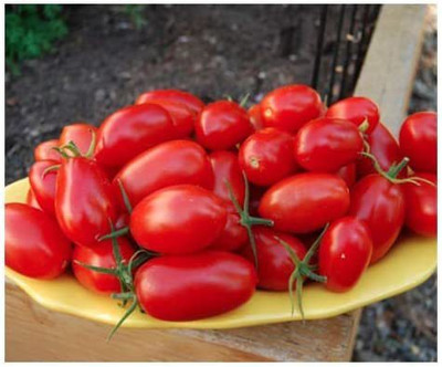 VibeX ® VMR-525 Juliet Tomato - Rare Hybrid of Plum & Roma Tomatoes Seed(200 per packet)