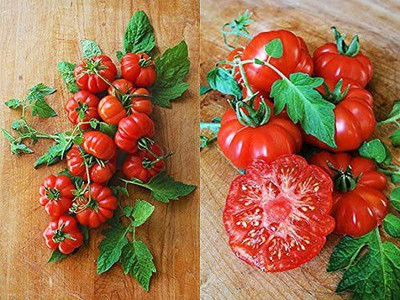 VibeX ® LXI-261 Costoluto Genovese Pomodoro Tomato Seeds Seed(200 per packet)
