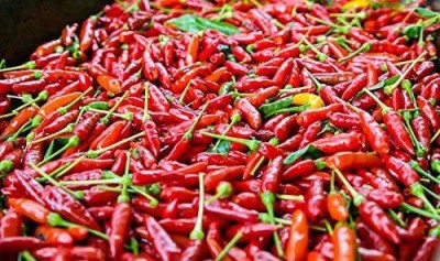 CYBEXIS LX-13 - Tabasco Spicy Chilli - (1350 Seeds) Seed(1350 per packet)