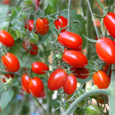 CYBEXIS NBIR-93 - Roma Tomato - (450 Seeds) Seed(450 per packet)
