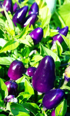 CYBEXIS LXI-39 - Dwarf Chilli Pepper Little Blue Exotic Mini Hot Pepper - (450 Seeds) Seed(450 per packet)