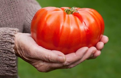 CYBEXIS NBIR-59 - Giant Beefsteak Tomato Determinate - (1350 Seeds) Seed(1350 per packet)