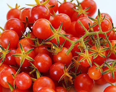 CYBEXIS NDIR-51 - Sweet Pea Currant Tomato - (150 Seeds) Seed(150 per packet)