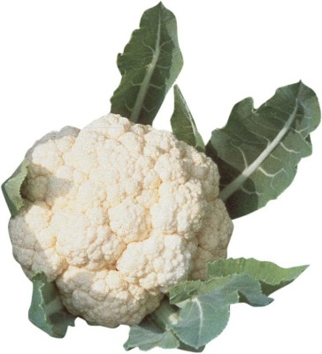 VibeX LX-13 - Snowball Self-Blanching Cauliflower - (150 Seeds) Seed(150 per packet)