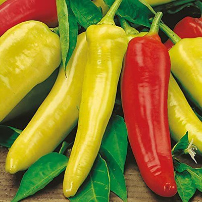 CYBEXIS VXI-87 - Hungarian Sweet Pepper Chilli - (1350 Seeds) Seed(1350 per packet)