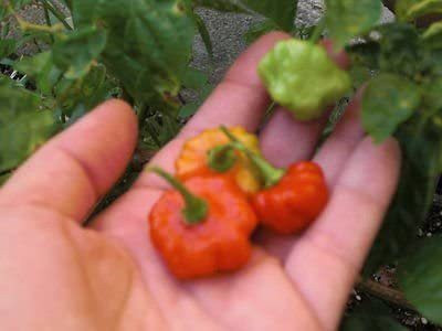 VibeX Chilli pepper Seed(450 per packet)