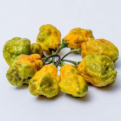 WILLVINE VXI-808 Hot Mustard Moruga Brain Chilli Seeds Seed(200 per packet)