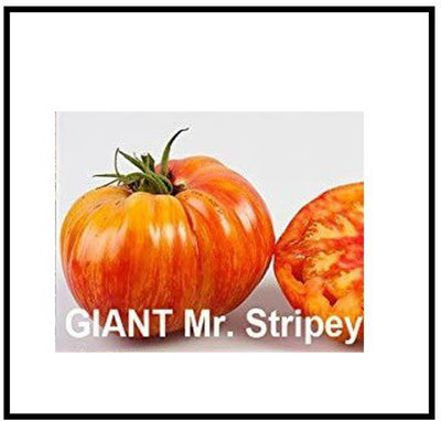 CYBEXIS KGF -71 - Mr. Stripey Tomato - (1350 Seeds) Seed(1350 per packet)