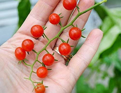 CYBEXIS LX-47 - Sweet Pea Currant Tomato - (150 Seeds) Seed(150 per packet)