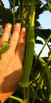 VibeX NBIR-93 - Okra Long Pod Green for limited space - (450 Seeds) Seed(450 per packet)