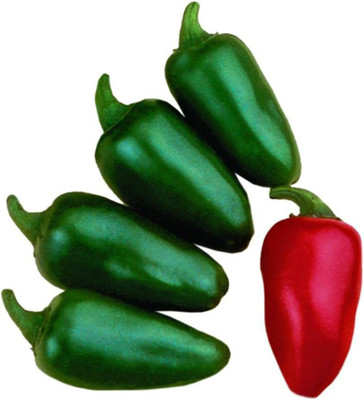 VibeX ® VXI-531 Fresh Jalapeno M Hot Pepper Seeds Seed(200 per packet)