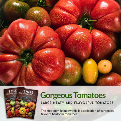 CYBEXIS XLR-23 - Rainbow Mix Tomato - (1350 Seeds) Seed(1350 per packet)