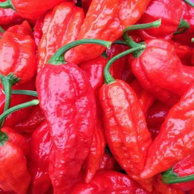 VibeX ® VLR-1008 Bhut Jolokia (Green) Chilli Seed(200 per packet)