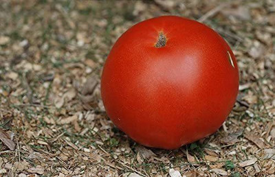VibeX ® VLR-1028 Tomato - Supersonic seeds Seed(200 per packet)