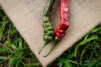 VibeX LX-30 - Black Thai Chilli Pepper Premium - (1350 Seeds) Seed(1350 per packet)