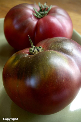 CYBEXIS LX-81 - Cherokee Purple Tomato - (150 Seeds) Seed(150 per packet)
