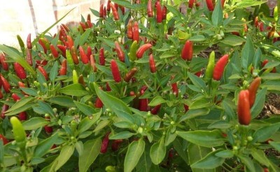 VibeX LXI-39 - Prik Ki Nu Hot Chilli - (150 Seeds) Seed(150 per packet)