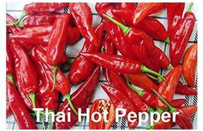 CYBEXIS GBPUT-27 - Thai Chilli - (1350 Seeds) Seed(1350 per packet)