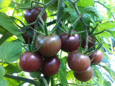 WILLVINE NBIR-501 Chocolate Cherry Tomato Seeds Seed(200 per packet)