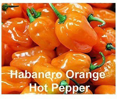 CYBEXIS VVI-21 - Habanero Orange Chilli - (1350 Seeds) Seed(1350 per packet)