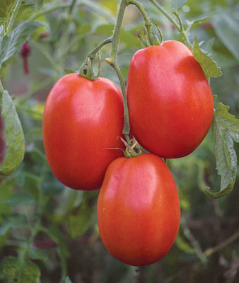 CYBEXIS NBIR-25 - SuperSauce' Large Red Paste Tomato - (1350 Seeds) Seed(1350 per packet)