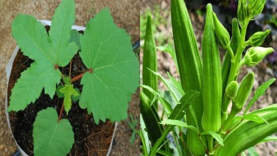 VibeX ® VLR-153 Organic Bhindi Okra Seeds (Lady Finger) Seed(100 per packet)