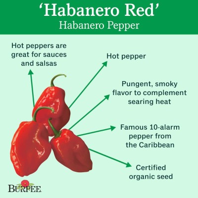 Biosnyg ™SBN-729 Habanero Chilli Seed(200 per packet)