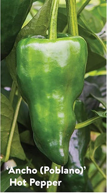 CYBEXIS GBPUT-27 - Hybrid Chilli hot cayenne peppers - (1350 Seeds) Seed(1350 per packet)