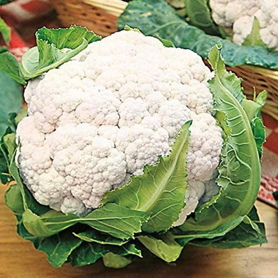 CYBEXIS XL-97 - Cauliflower (Snowball Y Improved) - (1350 Seeds) Seed(1350 per packet)