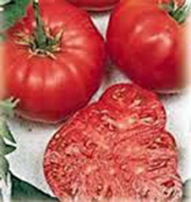 CYBEXIS PUAS-43 - Tomato Beefsteak - (1350 Seeds) Seed(1350 per packet)