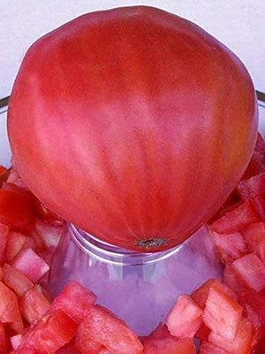 VibeX ® VMR-728 Tomato Bulls Oxheart Red Large Seed(200 per packet)