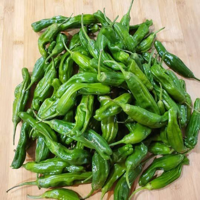 VibeX ® XXL-75 Shishito Pepper Chilli Seeds Seed(200 per packet)