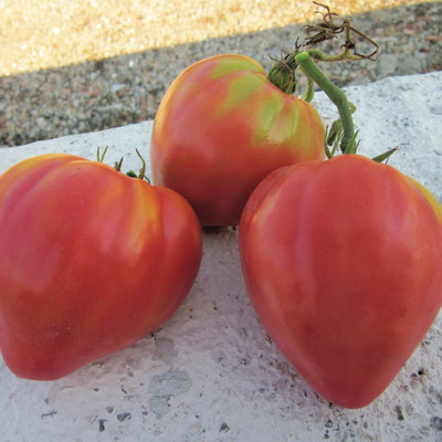 VibeX ® XLR-736 Pink Beefsteak Tomato Giant Bulls Heart Seed(200 per packet)
