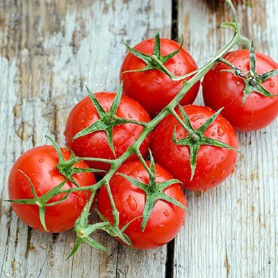 CYBEXIS XLL-86 - Tomato - Small Red Cherry - (1350 Seeds) Seed(1350 per packet)