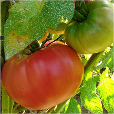 VibeX NBIR-59 - Beefsteak Tomato - (1350 Seeds) Seed(1350 per packet)