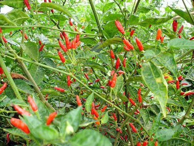 CYBEXIS PAU-45 - Tabasco Type Spicy Chilli - (150 Seeds) Seed(150 per packet)