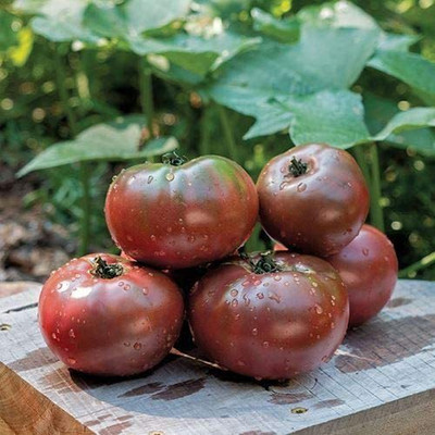 VibeX ® VXI-355 Hybrid Purple Boy Tomato Seeds Seed(200 per packet)
