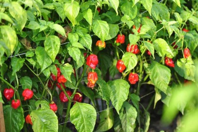 VibeX ® RXI-522 Rare Caribbean Red Habañero Hot Pepper Seeds Seed(200 per packet)