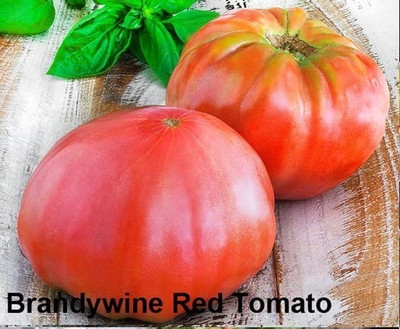 CYBEXIS PAU-96 - Brandywine Red Tomato - (150 Seeds) Seed(150 per packet)