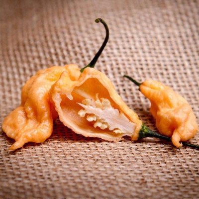 VibeX ® LXI-794 Peach Ghost Scorpion Pepper Chilli Seeds Seed(200 per packet)