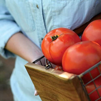 WILLVINE GBPUT-368 Legacy Tomato Seeds-1000 Seeds Seed(1000 per packet)