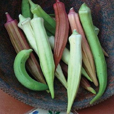 CYBEXIS NBIR-93 - Rainbow Fiesta Okra - (150 Seeds) Seed(150 per packet)