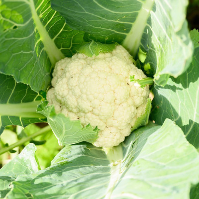 CYBEXIS PAU-11 - CAULIFLOWER F1 HYBRID - (1350 Seeds) Seed(1350 per packet)